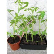 Plant de tomate cerise rouge